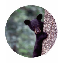 Black Bear Cub t-shirts