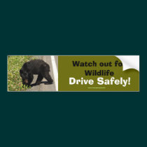 Black Bear Cub Wildlife Supporter Bumper Sticker bumper stickers