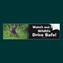 Black Bear Cub Wildlife Supporter Bumper Sticker bumper stickers