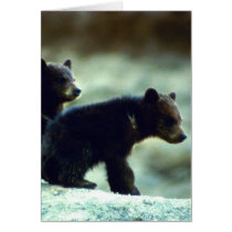 Black Bear cubs Card