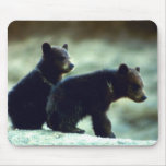 black bear cubs, black bear baby cubs, little black bears, little black bear cubs, adorable black bear cubs, cute black bear cubs, adorable black bear cub, playful black bear cubs, black bear, black bears, american black bear cubs, observing black bears, watching black bears, reseaching black bears, black bear research, black bear tour, black bear tours, i love black bears, bear cub, bear cubs, adorable bear cubs, beautiful black bears, young black bears, infant black bears, infant blackbears