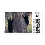 Black Bear Cubs Postage