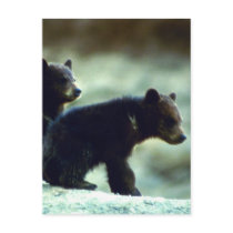 Black Bear cubs Postcards