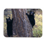 black bear cubs vinyl magnets