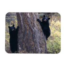 black bear cubs vinyl magnets