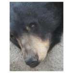 black bear personalized flyer