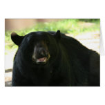black bear greeting cards