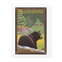 Black Bear in Forest - Yellowstone National Park Postcards