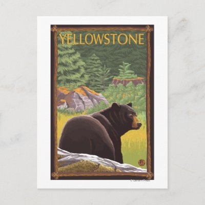 Black Bear in Forest - Yellowstone National Park Postcards