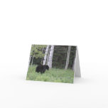 Black bear in NW MT Notecards