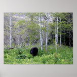 Black Bear in the Birches Poster
