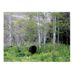 Black Bear in the Birches Poster