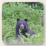 Black Bear in the Woods Drink Coaster