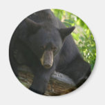 black, bears, cubs, bear, calendar, beaqr, calender, photos, pics