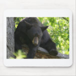 black, bears, cubs, bear, calendar, beaqr, calender, photos, pics