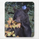 Black Bear Mouse Mats