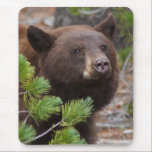 animal lover, animal, cute animal, cute animals,