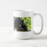 black, bears, cubs, bear, calendar, beaqr, calender, photos, pics