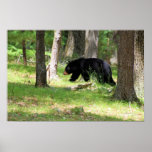 Black Bear Near Campground Posters