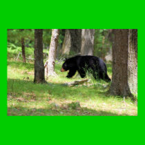 Black Bear Near Campground posters