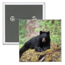 Black bear on an old growth log in the button