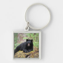 Black bear on an old growth log in the keychains