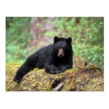 Black bear on an old growth log in the postcard