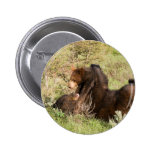 Black Bear Pin
