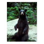 Black bear post card