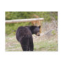 Black Bear Post Cards