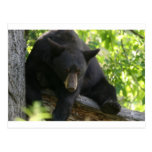 black, bears, cubs, bear, calendar, beaqr, calender, photos, pics