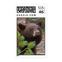 Black Bear postage