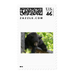 black, bears, cubs, bear, calendar, beaqr, calender, photos, pics