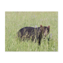Black Bear Postcard