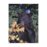 Black Bear Postcard