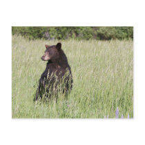 Black Bear Postcard