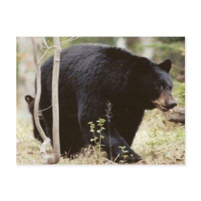 black bear postcards by michaelcyr1234