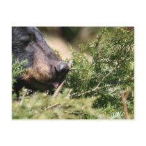 black bear postcard