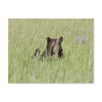 Black Bear Postcard