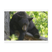 black bear post cards