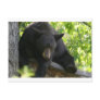 black bear post cards
