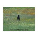 black bear postcard by michaelcyr1234 black bear postcard