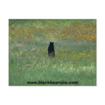 black bear postcard by michaelcyr1234 black bear postcard
