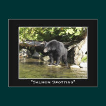 Black Bear Postcards postcards