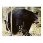 black bear postcards