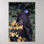 Black Bear Poster