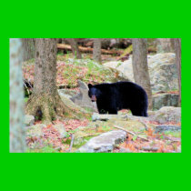 Black Bear posters
