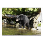 Black Bear "Salmon Spotting" Greeting Card