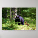 Black Bear 'Scenting" Print