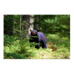Black Bear 'Scenting" Print